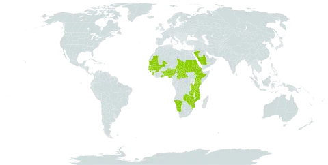 Asparagus flagellaris world distribution map, present in Benin, Burkina Faso, Central African Republic, Eritrea, Ethiopia, Ghana, Guinea, Gambia, Guinea-Bissau, Kenya, Mali, Mozambique, Mauritania, Namibia, Nigeria, Rwanda, Saudi Arabia, Sudan, Senegal, Sierra Leone, Chad, Togo, Tanzania, United Republic of, Uganda, Zambia, and Zimbabwe