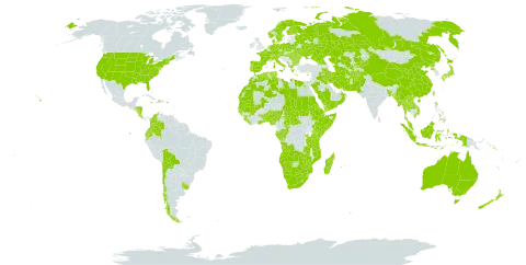 Asparagus world distribution map, present in Afghanistan, Angola, Åland Islands, Albania, Andorra, Australia, Austria, Benin, Burkina Faso, Bangladesh, Bulgaria, Belarus, Bermuda, Bolivia (Plurinational State of), Botswana, Central African Republic, Switzerland, Chile, China, Congo, Cook Islands, Colombia, Comoros, Cabo Verde, Costa Rica, Cyprus, Czech Republic, Germany, Djibouti, Dominica, Denmark, Algeria, Ecuador, Egypt, Eritrea, Spain, Ethiopia, Finland, France, Micronesia (Federated States of), Gabon, Georgia, Ghana, Guinea, Gambia, Guinea-Bissau, Greece, Honduras, Haiti, Hungary, Indonesia, Ireland, Iran (Islamic Republic of), Iraq, Italy, Jamaica, Japan, Kazakhstan, Kenya, Kyrgyzstan, Lao People's Democratic Republic, Liberia, Libya, Lesotho, Morocco, Moldova (Republic of), Madagascar, Maldives, Mali, Myanmar, Montenegro, Mozambique, Mauritania, Mauritius, Malaysia, Namibia, Norfolk Island, Nigeria, Nicaragua, Netherlands, Norway, Nepal, Nauru, New Zealand, Oman, Pakistan, Philippines, Palau, Poland, Puerto Rico, Korea (Democratic People's Republic of), Portugal, Réunion, Romania, Russian Federation, Rwanda, Saudi Arabia, Sudan, Senegal, Singapore, Solomon Islands, Sierra Leone, Somalia, Sweden, eSwatini, Seychelles, Turks and Caicos Islands, Chad, Togo, Thailand, Turkmenistan, Tonga, Tunisia, Taiwan, Province of China, Tanzania, United Republic of, Uganda, Ukraine, Uruguay, United States of America, Uzbekistan, Viet Nam, Samoa, Yemen, South Africa, Zambia, and Zimbabwe