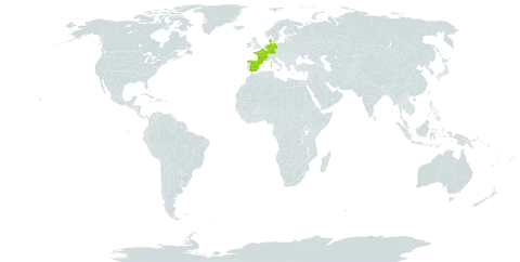 Asparagus prostratus world distribution map, present in Germany, Denmark, Spain, France, Ireland, and Netherlands