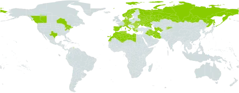 Asperula arvensis world distribution map, present in Albania, Austria, Bulgaria, Canada, Switzerland, Cyprus, Czech Republic, Germany, Denmark, Algeria, Spain, France, Greece, Hungary, Iran (Islamic Republic of), Iraq, Italy, Kyrgyzstan, Libya, Morocco, Netherlands, Norway, Palau, Portugal, Romania, Russian Federation, Sweden, Turks and Caicos Islands, Turkmenistan, Tunisia, Ukraine, and United States of America