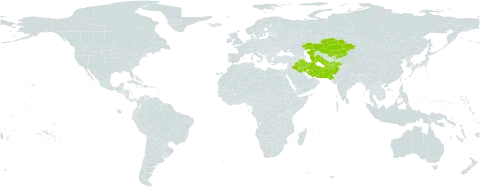 Asperula setosa world distribution map, present in Afghanistan, Iran (Islamic Republic of), Iraq, Kazakhstan, Kyrgyzstan, Pakistan, Turks and Caicos Islands, and Turkmenistan