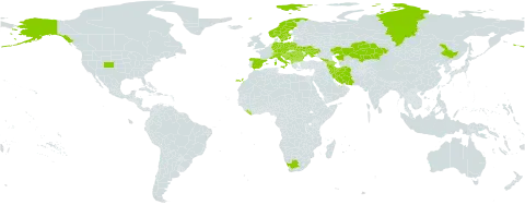 Aster alpinus world distribution map, present in Albania, Andorra, Armenia, Austria, Azerbaijan, Bulgaria, Bosnia and Herzegovina, Switzerland, China, Czech Republic, Germany, Spain, France, Georgia, Croatia, Hungary, Iran (Islamic Republic of), Italy, Kazakhstan, Liberia, Liechtenstein, North Macedonia, Montenegro, Norway, Poland, Romania, Russian Federation, Serbia, Slovenia, Sweden, Ukraine, United States of America, and South Africa