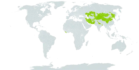 Aster altaicus world distribution map, present in Afghanistan, China, India, Iran (Islamic Republic of), Kazakhstan, Kyrgyzstan, Liberia, Mongolia, Nepal, Pakistan, Korea (Democratic People's Republic of), Russian Federation, and Tajikistan