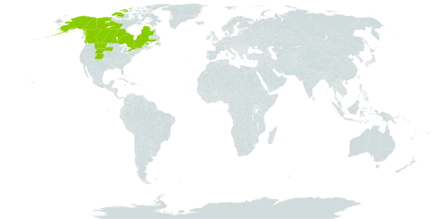 Astragalus americanus world distribution map, present in Canada and United States of America