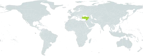 Astragalus antabicus world distribution map, present in Syrian Arab Republic and Turkey