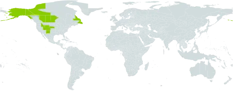 Astragalus bodinii world distribution map, present in Canada and United States of America