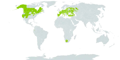Astragalus cicer world distribution map, present in Armenia, Austria, Azerbaijan, Belgium, Bulgaria, Bosnia and Herzegovina, Belarus, Canada, Switzerland, Czech Republic, Germany, Ecuador, Spain, Estonia, France, Georgia, Croatia, Hungary, Italy, Lithuania, Latvia, Moldova (Republic of), North Macedonia, Montenegro, Poland, Romania, Russian Federation, Serbia, Slovakia, Slovenia, Turkey, Ukraine, United States of America, and South Africa