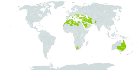 Astragalus hamosus world distribution map, present in Albania, United Arab Emirates, Armenia, Australia, Azerbaijan, Bulgaria, Bosnia and Herzegovina, Cyprus, Algeria, Egypt, Spain, France, Georgia, Gibraltar, Greece, Croatia, Hungary, Iran (Islamic Republic of), Iraq, Iceland, Israel, Italy, Jordan, Kuwait, Lebanon, Libya, Morocco, North Macedonia, Malta, Pakistan, Portugal, Qatar, Romania, Russian Federation, Saudi Arabia, Serbia, Slovenia, Syrian Arab Republic, Turkmenistan, Tunisia, Turkey, Ukraine, United States of America, and South Africa
