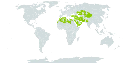 Astragalus tribuloides world distribution map, present in Afghanistan, United Arab Emirates, Armenia, Azerbaijan, Bahrain, China, Algeria, Egypt, India, Iran (Islamic Republic of), Iraq, Iceland, Israel, Jordan, Kazakhstan, Kyrgyzstan, Kuwait, Lebanon, Libya, Morocco, Oman, Pakistan, Palestine, State of, Qatar, Russian Federation, Saudi Arabia, Syrian Arab Republic, Tajikistan, Turkmenistan, Tunisia, Turkey, Uzbekistan, and Yemen