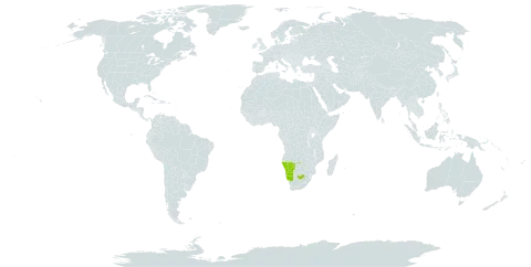 Astridia speciosa world distribution map, present in Namibia and South Africa
