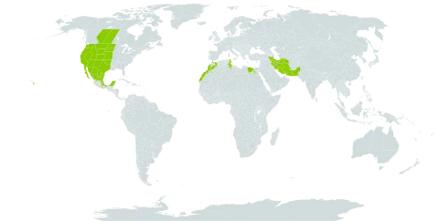 Atriplex canescens world distribution map, present in Canada, Egypt, Iran (Islamic Republic of), Morocco, Mexico, Pakistan, Tunisia, and United States of America