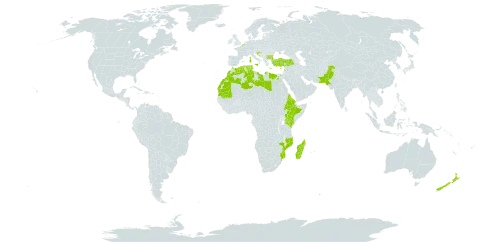 Atriplex halimus world distribution map, present in Belgium, Bulgaria, Bahrain, Cyprus, Algeria, Egypt, Eritrea, Spain, Ethiopia, France, Gibraltar, Greece, Croatia, Israel, Italy, Kenya, Lebanon, Libya, Sri Lanka, Morocco, Madagascar, Malta, Mozambique, Mauritania, Mauritius, New Zealand, Pakistan, Portugal, Saudi Arabia, Tunisia, and Turkey
