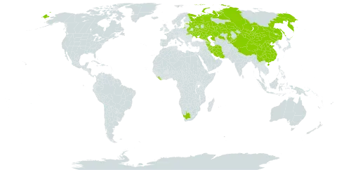 Atriplex laevis world distribution map, present in Armenia, Azerbaijan, Belarus, China, Estonia, Iran (Islamic Republic of), Kazakhstan, Kyrgyzstan, Liberia, Mongolia, Russian Federation, Ukraine, and South Africa