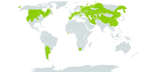 Atriplex micrantha world distribution map, present in Afghanistan, Argentina, Armenia, Austria, Azerbaijan, Belgium, Belarus, Canada, China, Czech Republic, Germany, Spain, Estonia, France, Georgia, Iran (Islamic Republic of), Kazakhstan, Kyrgyzstan, Lebanon, Liberia, Luxembourg, Netherlands, Poland, Romania, Russian Federation, Tajikistan, Turkmenistan, United States of America, Uzbekistan, and South Africa