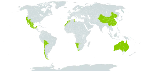 Atriplex nummularia world distribution map, present in Australia, Bolivia (Plurinational State of), Chile, China, Spain, Israel, Morocco, Mexico, Namibia, Nauru, Tunisia, Taiwan, Province of China, United States of America, and South Africa