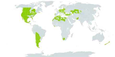 Atriplex rosea world distribution map, present in Argentina, Austria, Azerbaijan, Belgium, Bulgaria, Bosnia and Herzegovina, Belarus, Bolivia (Plurinational State of), Canada, Switzerland, Chile, Cyprus, Germany, Algeria, Egypt, Spain, Estonia, France, United Kingdom of Great Britain and Northern Ireland, Georgia, Greece, Croatia, Hungary, Israel, Italy, Kazakhstan, Lebanon, Liberia, Libya, Lithuania, Latvia, Morocco, Mexico, North Macedonia, Malta, Montenegro, Netherlands, New Zealand, Pakistan, Poland, Portugal, Paraguay, Romania, Serbia, Slovakia, Slovenia, Tunisia, Turkey, Ukraine, United States of America, and South Africa