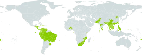 Averrhoa carambola world distribution map, present in Benin, Burkina Faso, Bangladesh, Bolivia (Plurinational State of), Brazil, Brunei Darussalam, China, Cook Islands, Colombia, Costa Rica, Dominican Republic, Ecuador, Fiji, Micronesia (Federated States of), Equatorial Guinea, Guatemala, Guam, Honduras, Haiti, Indonesia, India, Jamaica, Kenya, Cambodia, Lao People's Democratic Republic, Sri Lanka, Maldives, Myanmar, Northern Mariana Islands, Mozambique, Mauritius, Nicaragua, Pakistan, Panama, Peru, Philippines, Palau, Puerto Rico, Réunion, Singapore, El Salvador, Sao Tome and Principe, Seychelles, Thailand, Tonga, Trinidad and Tobago, Taiwan, Province of China, United States of America, Venezuela (Bolivarian Republic of), Viet Nam, and South Africa