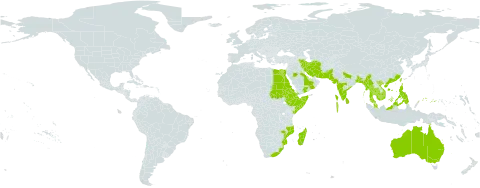 Avicennia marina subsp. marina world distribution map, present in Australia, Bangladesh, Bahrain, China, Comoros, Djibouti, Egypt, Eritrea, Ethiopia, Micronesia (Federated States of), Guam, Indonesia, India, Iran (Islamic Republic of), Israel, Kenya, Cambodia, Sri Lanka, Madagascar, Maldives, Myanmar, Mozambique, Malaysia, Mayotte, Oman, Pakistan, Philippines, Palau, Papua New Guinea, Qatar, Saudi Arabia, Sudan, Singapore, Somalia, Seychelles, Thailand, Taiwan, Province of China, Tanzania, United Republic of, Viet Nam, Yemen, and South Africa