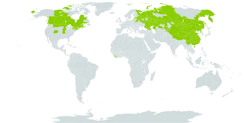 Axyris amaranthoides world distribution map, present in Belarus, Canada, China, Estonia, Georgia, Kazakhstan, Kyrgyzstan, Liberia, Latvia, Mongolia, Korea (Democratic People's Republic of), Russian Federation, and United States of America