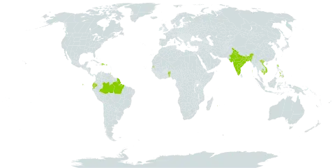Ayapana triplinervis world distribution map, present in Benin, Bangladesh, Brazil, Dominican Republic, Ecuador, French Guiana, India, Cambodia, Mauritius, Philippines, Puerto Rico, Réunion, Seychelles, Trinidad and Tobago, and Viet Nam