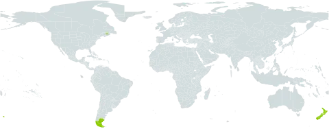 Azorella selago world distribution map, present in Argentina, French Southern Territories, Canada, Chile, Falkland Islands (Malvinas), and New Zealand