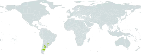 Baccharis melanopotamica world distribution map, present in Argentina and Uruguay