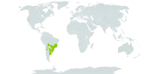 Baccharis punctulata world distribution map, present in Argentina, Bolivia (Plurinational State of), Brazil, Cuba, Paraguay, and Uruguay