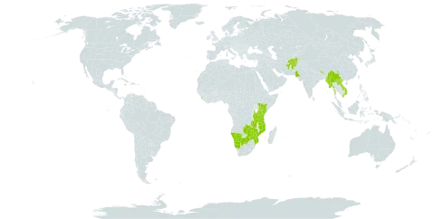Baccharoides anthelmintica world distribution map, present in Afghanistan, Bhutan, Botswana, China, India, Jamaica, Kenya, Lao People's Democratic Republic, Sri Lanka, Myanmar, Mozambique, Malawi, Namibia, Nepal, Pakistan, Tanzania, United Republic of, Uganda, Viet Nam, Zambia, and Zimbabwe
