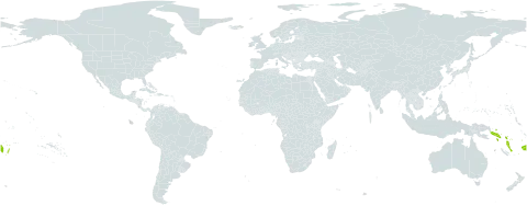 Badusa corymbifera world distribution map, present in Fiji, Solomon Islands, Tonga, and Vanuatu