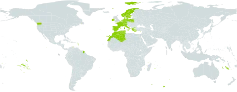 Baldellia world distribution map, present in Switzerland, Cyprus, Germany, Denmark, Algeria, Spain, France, Greece, Ireland, Italy, Morocco, Netherlands, Norway, Poland, Portugal, Sweden, Turks and Caicos Islands, Tunisia, and United States of America