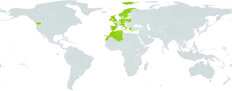 Baldellia ranunculoides world distribution map, present in Switzerland, Cyprus, Germany, Denmark, Algeria, Spain, France, United Kingdom of Great Britain and Northern Ireland, Greece, Ireland, Italy, Morocco, Netherlands, Norway, Poland, Sweden, Turks and Caicos Islands, Tunisia, and United States of America