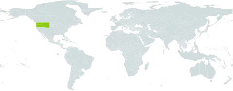 Balsamorhiza x tomentosa world distribution map, present in United States of America