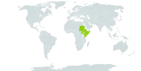 Barleria linearifolia world distribution map, present in Ethiopia, Kenya, Sudan, Somalia, South Sudan, and Uganda