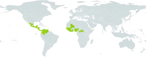 Barleria oenotheroides world distribution map, present in Belize, Central African Republic, Côte d'Ivoire, Colombia, Costa Rica, Ghana, Guinea, Guinea-Bissau, Guatemala, Honduras, Mexico, Mali, Nigeria, Nicaragua, Panama, Senegal, Sierra Leone, El Salvador, and Venezuela (Bolivarian Republic of)
