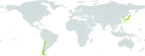 Barnardia japonica world distribution map, present in Chile, Japan, Korea (Democratic People's Republic of), and Taiwan, Province of China