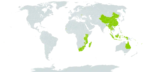 Barringtonia racemosa world distribution map, present in Andorra, Australia, Bangladesh, China, Comoros, Fiji, Indonesia, India, Kenya, Lao People's Democratic Republic, Sri Lanka, Moldova (Republic of), Madagascar, Myanmar, Mozambique, Philippines, Puerto Rico, Solomon Islands, Seychelles, Thailand, Taiwan, Province of China, Tanzania, United Republic of, United States of America, Vanuatu, Samoa, and South Africa
