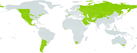 Bassia hyssopifolia world distribution map, present in Afghanistan, Argentina, Armenia, Australia, Azerbaijan, Canada, Chile, China, Spain, Estonia, France, Georgia, Greece, Iran (Islamic Republic of), Iraq, Kazakhstan, Kyrgyzstan, Liberia, Mexico, Mongolia, Pakistan, Russian Federation, Saudi Arabia, Tajikistan, Turkmenistan, Ukraine, United States of America, Uzbekistan, and South Africa