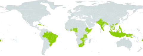 Bauhinia tomentosa world distribution map, present in Angola, Antigua and Barbuda, Bangladesh, Brazil, Barbados, China, Cameroon, Cuba, Dominica, Dominican Republic, Ethiopia, Fiji, Ghana, Guadeloupe, Hong Kong, Indonesia, India, Kenya, Saint Kitts and Nevis, Saint Lucia, Sri Lanka, Northern Mariana Islands, Montserrat, Martinique, Mauritius, Malaysia, Nigeria, Nepal, Pakistan, Philippines, Papua New Guinea, Puerto Rico, Sierra Leone, Somalia, Thailand, Tonga, Tanzania, United Republic of, Viet Nam, South Africa, Zambia, and Zimbabwe