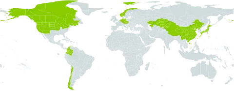 Beckmannia syzigachne world distribution map, present in Austria, Canada, Chile, China, Colombia, Czech Republic, Germany, Japan, Kazakhstan, Kyrgyzstan, Montenegro, Netherlands, Norway, Korea (Democratic People's Republic of), and United States of America