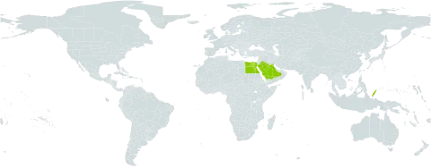 Bellevalia flexuosa world distribution map, present in Egypt, Kuwait, Palau, Saudi Arabia, and Singapore