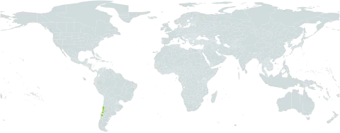 Berberis chilensis world distribution map, present in Chile
