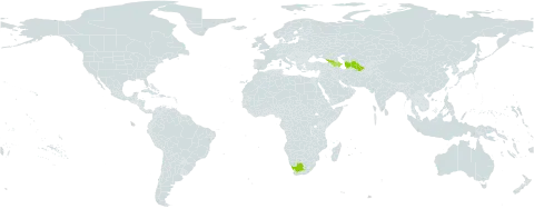 Berberis iberica world distribution map, present in Armenia, Azerbaijan, Georgia, Turkmenistan, and South Africa