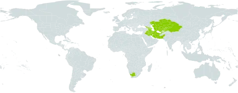 Berberis integerrima world distribution map, present in Afghanistan, Armenia, Azerbaijan, China, Georgia, Iran (Islamic Republic of), Iraq, Kazakhstan, Kyrgyzstan, Pakistan, Tajikistan, Turkmenistan, Uzbekistan, and South Africa