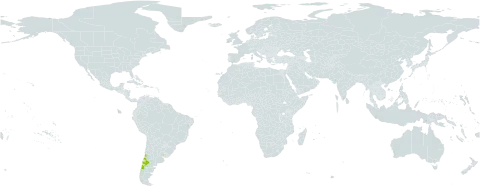 Berberis montana world distribution map, present in Argentina, Chile, and Uruguay