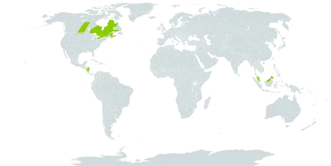 Betula cordifolia world distribution map, present in Canada, France, Micronesia (Federated States of), Malaysia, and Nicaragua