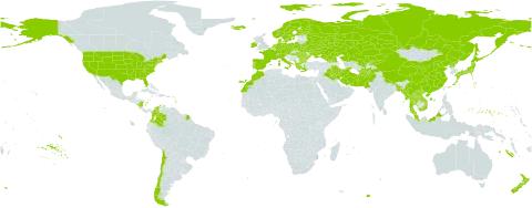 Betula world distribution map, present in Afghanistan, Åland Islands, Albania, Austria, Bangladesh, Bulgaria, Belarus, Switzerland, Chile, China, Colombia, Czech Republic, Germany, Denmark, Spain, Finland, France, Micronesia (Federated States of), Georgia, Greece, Hungary, Ireland, Iran (Islamic Republic of), Iraq, Iceland, Italy, Japan, Kazakhstan, Kyrgyzstan, Lao People's Democratic Republic, Morocco, Myanmar, Montenegro, Malaysia, Nicaragua, Netherlands, Norway, Nepal, New Zealand, Pakistan, Poland, Korea (Democratic People's Republic of), Portugal, Romania, Russian Federation, Svalbard and Jan Mayen, Sweden, Turks and Caicos Islands, Thailand, Ukraine, United States of America, Uzbekistan, and Viet Nam
