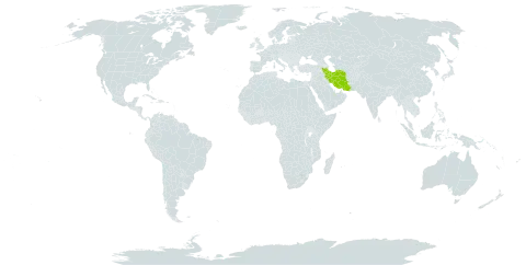 Betula pubescens var. litwinowii world distribution map, present in Iran (Islamic Republic of) and Turks and Caicos Islands