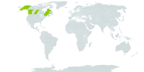 Betula x hornei world distribution map, present in Canada and United States of America