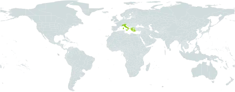 Biarum tenuifolium subsp. abbreviatum world distribution map, present in Greece and Italy