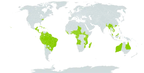 Bixa orellana world distribution map, present in Angola, Argentina, American Samoa, Antigua and Barbuda, Australia, Benin, Bonaire, Sint Eustatius and Saba, Burkina Faso, Bangladesh, Belize, Bolivia (Plurinational State of), Brazil, Barbados, Bhutan, Central African Republic, China, Cameroon, Congo, Cook Islands, Colombia, Costa Rica, Cuba, Dominica, Dominican Republic, Ecuador, Fiji, Micronesia (Federated States of), Gabon, Ghana, Guinea, Guadeloupe, Guinea-Bissau, Equatorial Guinea, Guatemala, French Guiana, Guam, Guyana, Honduras, Haiti, Indonesia, India, Jamaica, Kenya, Cambodia, Lao People's Democratic Republic, Liberia, Saint Lucia, Sri Lanka, Madagascar, Mexico, Myanmar, Northern Mariana Islands, Mozambique, Montserrat, Martinique, Mauritius, Malaysia, Nigeria, Nicaragua, Niue, Nepal, Panama, Peru, Palau, Puerto Rico, Paraguay, Réunion, Sierra Leone, El Salvador, South Sudan, Sao Tome and Principe, Suriname, Chad, Togo, Trinidad and Tobago, Taiwan, Province of China, Tanzania, United Republic of, Uganda, United States of America, Venezuela (Bolivarian Republic of), Viet Nam, and Samoa
